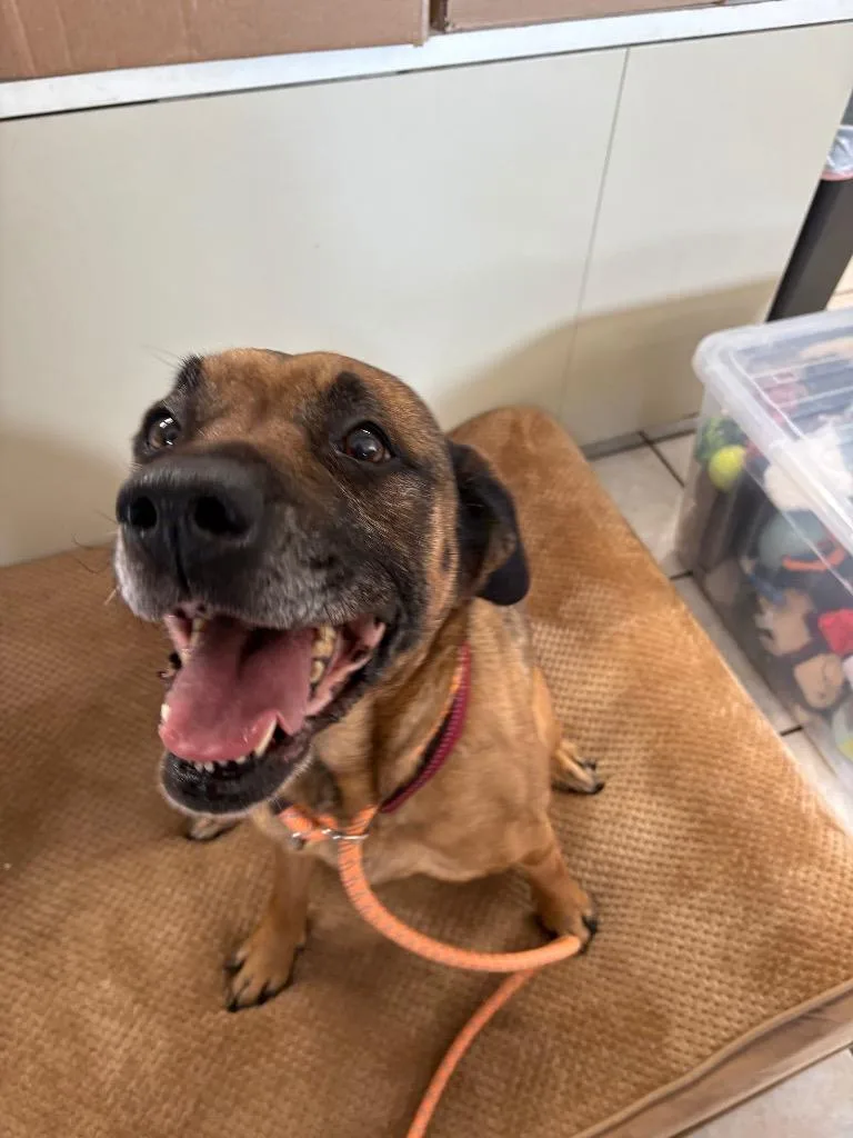 Silvermist thumbnail 4