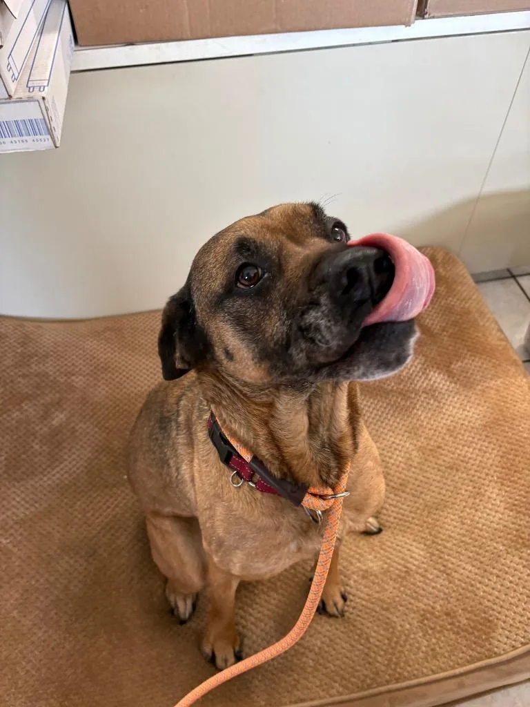 Silvermist thumbnail 5