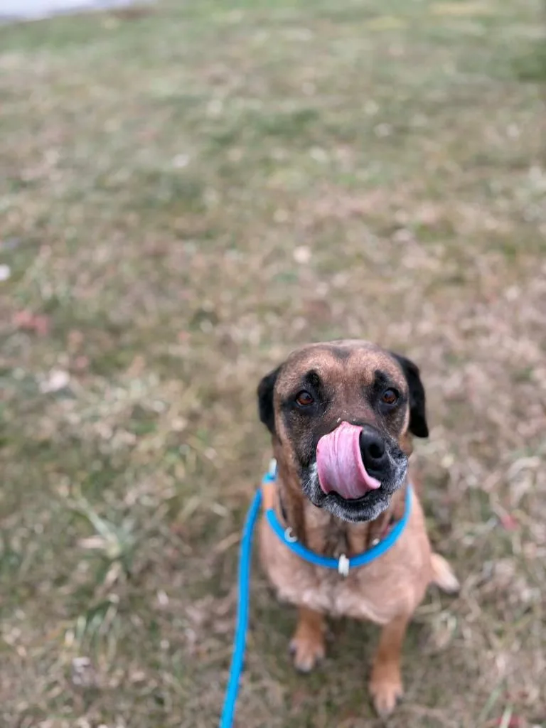 Silvermist thumbnail 6