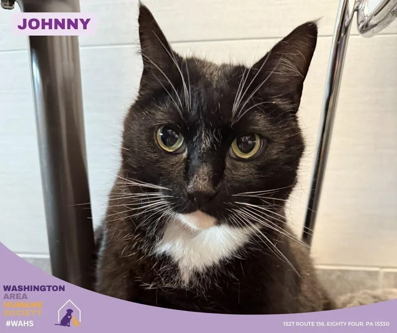 An adult extra large-sized male Black & White / Tuxedo Domestic Short Hair cat named Johnny for adoption in Eighty Four, PA