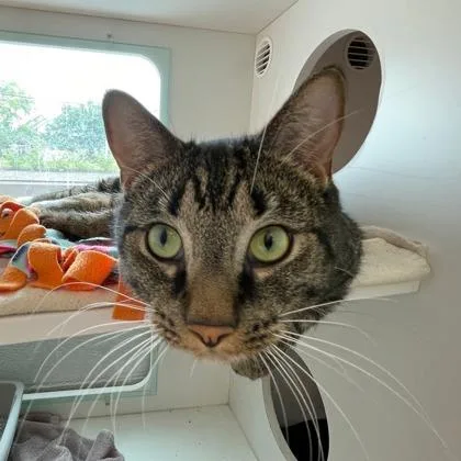An adult small-sized male Domestic Short Hair cat named Coco for adoption in Wheaton, IL