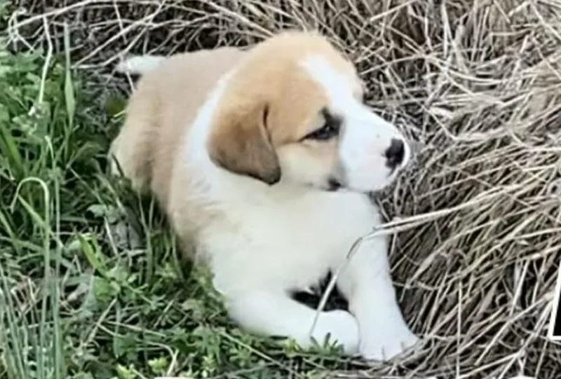 Hs Rosemary Aka Betty thumbnail 3