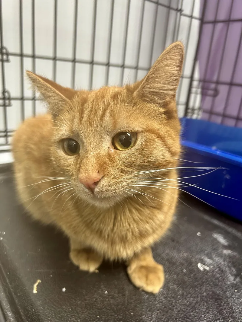 Cheyenne thumbnail 2