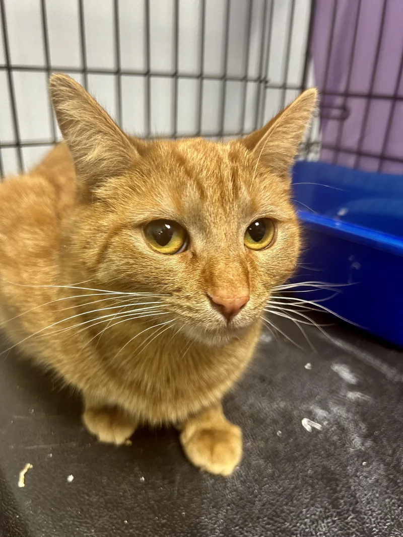 Cheyenne thumbnail 3