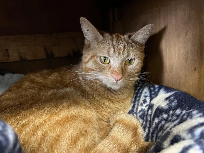 Cheyenne thumbnail 4