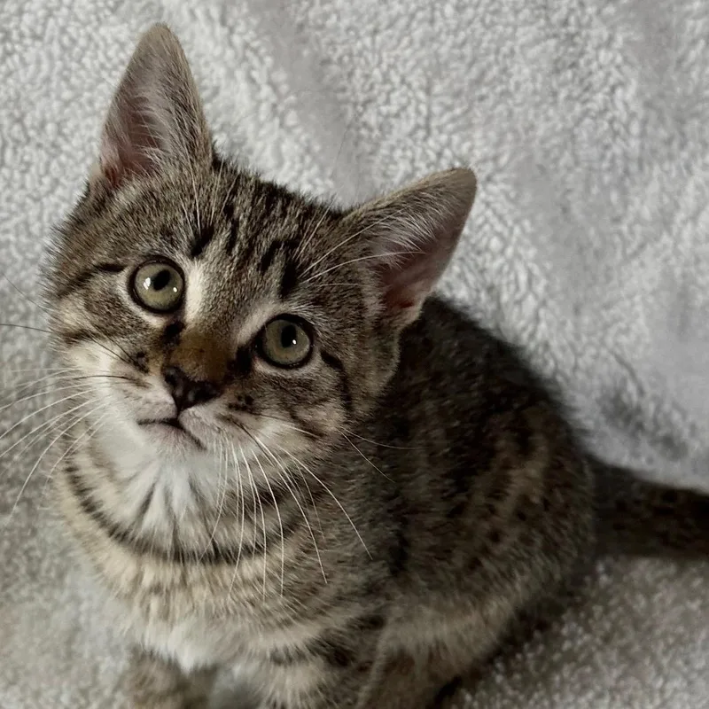 A baby medium-sized female Tabby (Tiger Striped) Domestic Short Hair cat named Tulip for adoption in Maple Shade, NJ