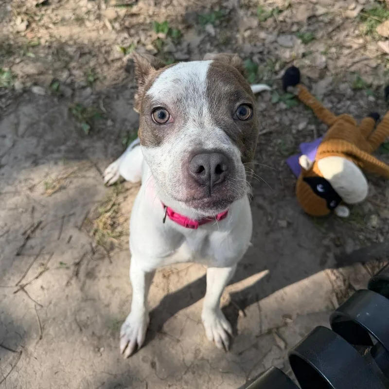 An adult medium-sized female White / Cream Terrier dog named Abby for adoption in Manhattan, KS