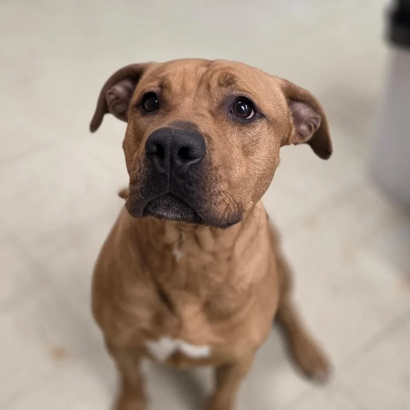 A young medium-sized female American Staffordshire Terrier dog named Bobbie for adoption in Madison, MS