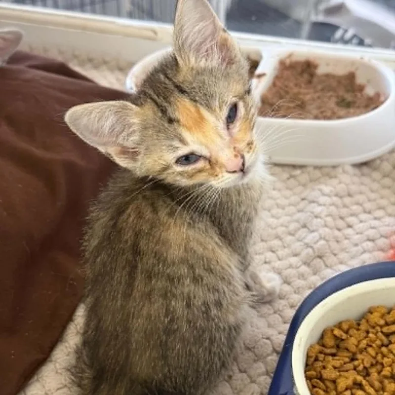 A baby small-sized female Torbie Domestic Short Hair cat named Love for adoption in Stephenville, TX