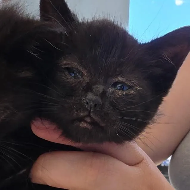 A baby small-sized male Black Domestic Short Hair cat named Flop for adoption in Klamath Falls, OR