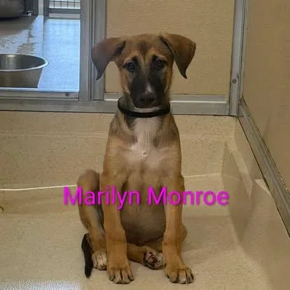 A baby medium-sized female Bicolor Shepherd dog named Marilyn Monroe for adoption in Pawleys Island, SC