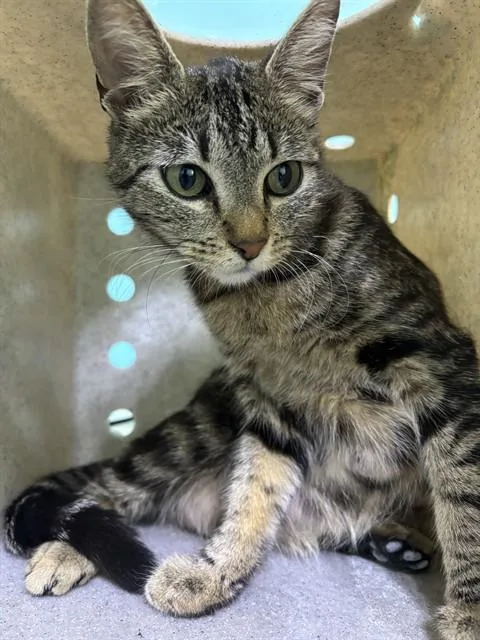 A young medium-sized female Domestic Short Hair cat named Crouton for adoption in Baldwin Park, CA