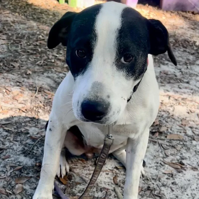 An adult medium-sized female Black Mixed Breed dog named Pru for adoption in Summerville, SC