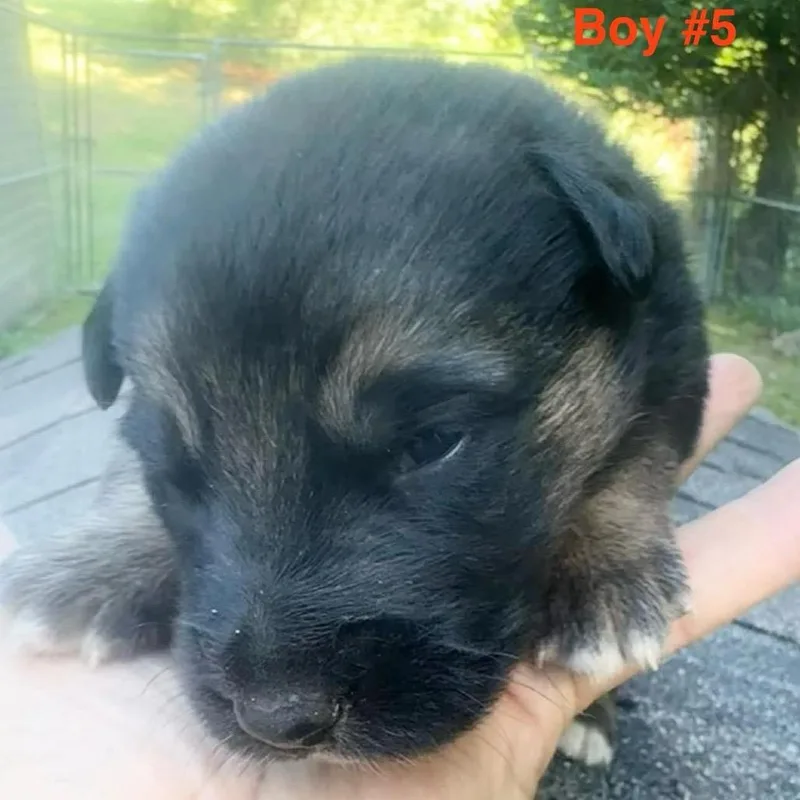 A baby large-sized male Black German Shepherd Dog dog named Blaze for adoption in Columbia Station, OH