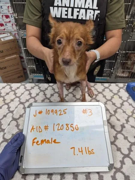 An adult small-sized female Dachshund dog named Pen for adoption in Lawrenceville, GA
