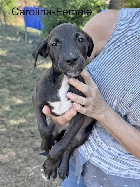 A baby medium-sized female Labrador Retriever dog named Carolina for adoption in Manchester, CT