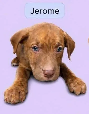 Jerome