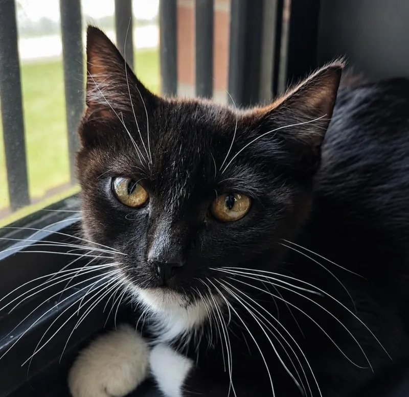 A baby medium-sized male Domestic Short Hair cat named Jude for adoption in Sherwood, AR