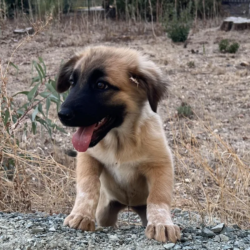 A baby large-sized female Brown / Chocolate Anatolian Shepherd dog named Scarlet A for adoption in San Andreas, CA