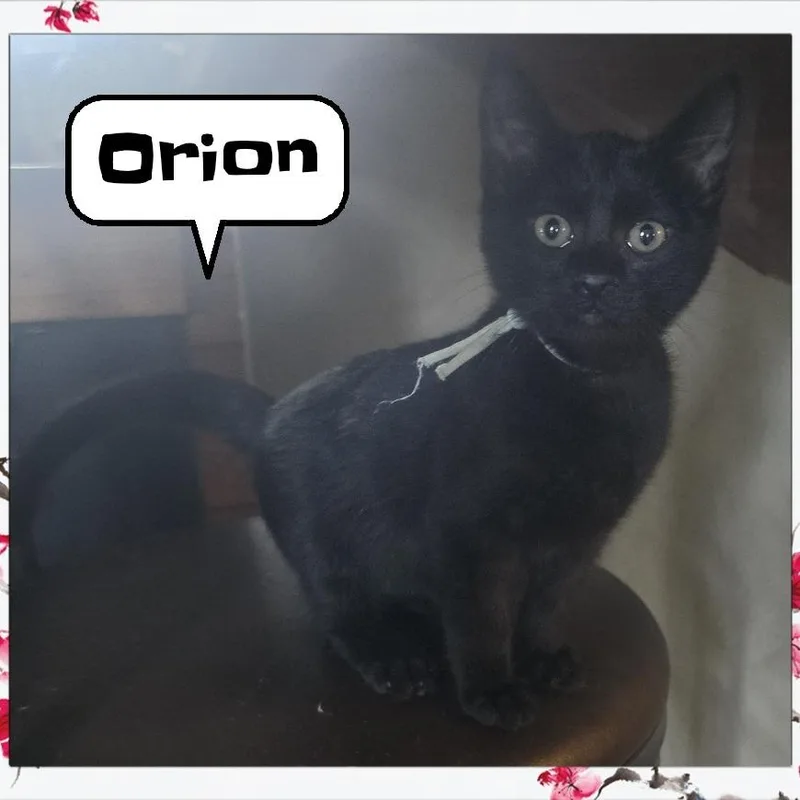 Orion
