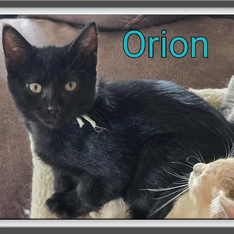 Orion thumbnail 2