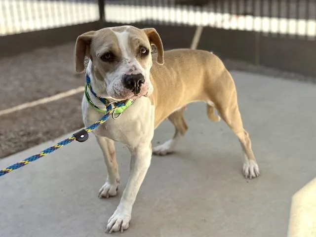 An adult medium-sized female Pit Bull Terrier dog named Dottie for adoption in Tucson, AZ