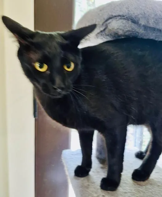 An adult medium-sized female Black Burmese cat named Sheba for adoption in Bertram, TX