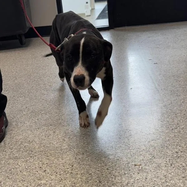 An adult medium-sized male Labrador Retriever dog named Junior for adoption in Des Moines, IA
