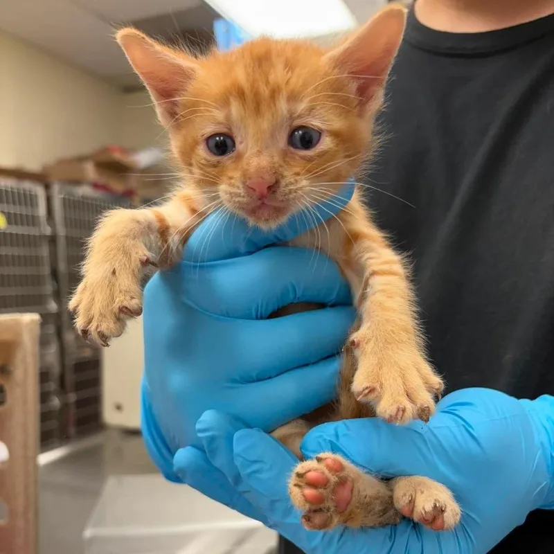 A baby small-sized male Orange / Red Domestic Short Hair cat named Mushu for adoption in Bastrop, TX