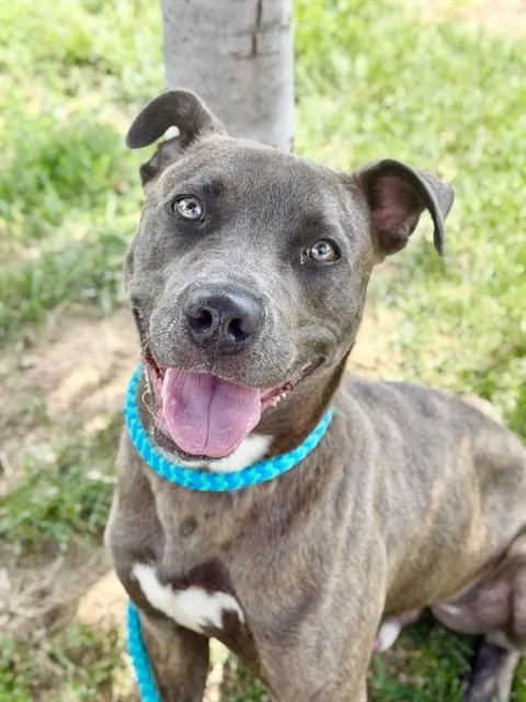 A young large-sized male Terrier dog named Jafar for adoption in Olivette, MO