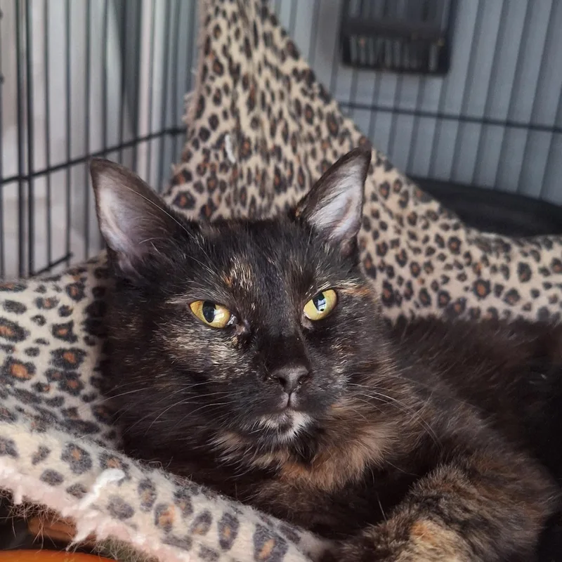 A young small-sized female Tortoiseshell Domestic Short Hair cat named Alice for adoption in BUTLER, PA