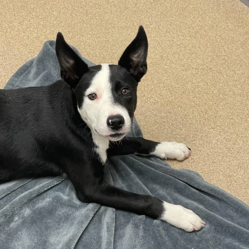 A baby medium-sized male Mixed Breed dog named Pongo for adoption in Brenham, TX