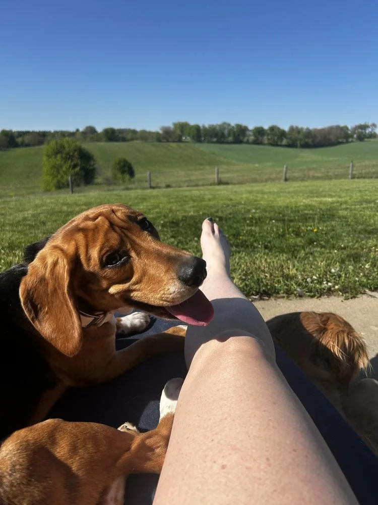 An adult medium-sized male Tricolor (Brown, Black, & White) Beagle dog named Neo Freegle for adoption in Waunakee, WI