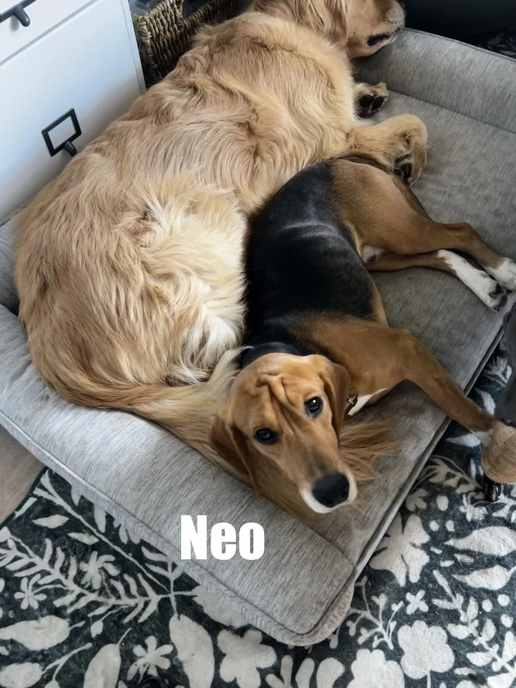 Neo Freegle thumbnail 3
