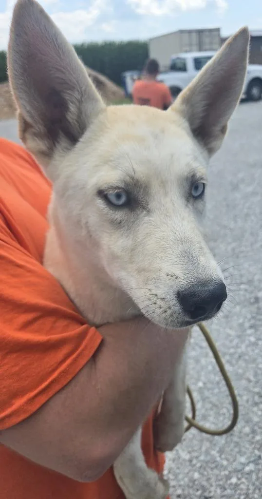 A baby medium-sized female Mixed Breed dog named Stormy for adoption in Greencastle, IN