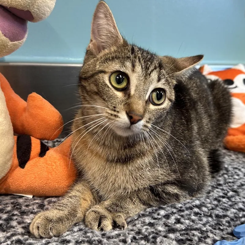 An adult small-sized female Brown / Chocolate Domestic Short Hair cat named Ivy for adoption in Mount Vernon, IN