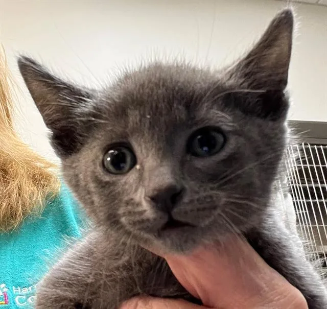 A baby small-sized male Domestic Short Hair cat named Maverick for adoption in Houston, TX
