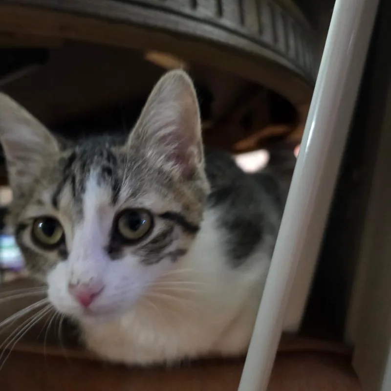 A baby small-sized female Gray / Blue / Silver Domestic Short Hair cat named Dos for adoption in Grantsville, UT