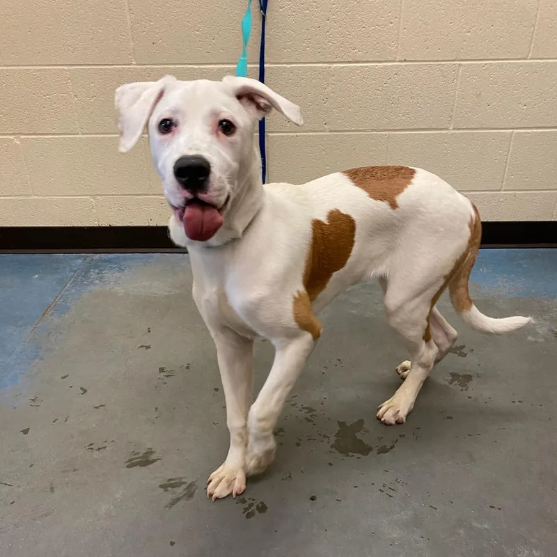 A young medium-sized male White / Cream Mixed Breed dog named Roscoe for adoption in Memphis, TN