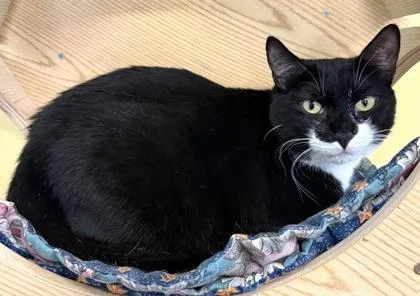 A young medium-sized female Black & White / Tuxedo Domestic Short Hair cat named Pizza for adoption in Fernandina Beach, FL