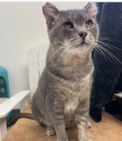 A young small-sized male Domestic Short Hair cat named Larry for adoption in Sacramento, CA