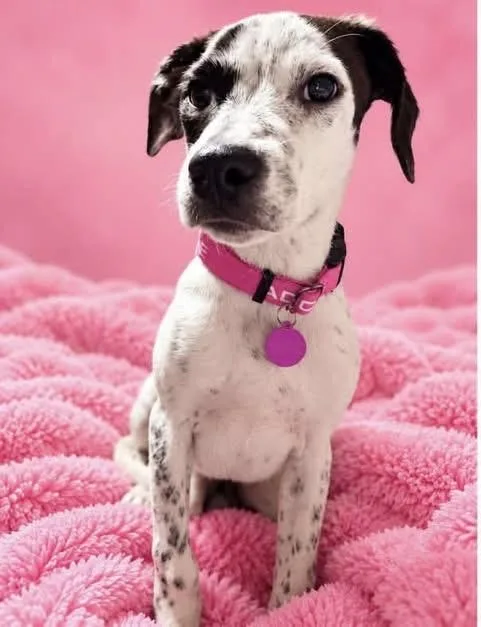 A baby medium-sized female Black Mountain Cur dog named Abby for adoption in Avondale, PA