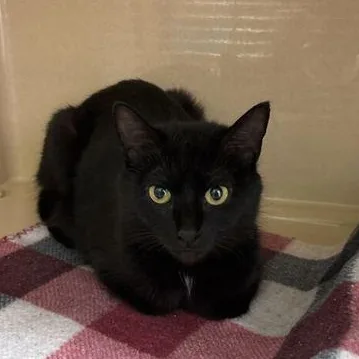 An adult medium-sized female Black Domestic Short Hair cat named Plum for adoption in Elyria, OH