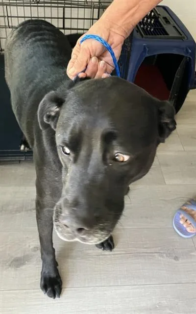 An adult extra large-sized male Mixed Breed dog named Draco for adoption in Dallas, TX