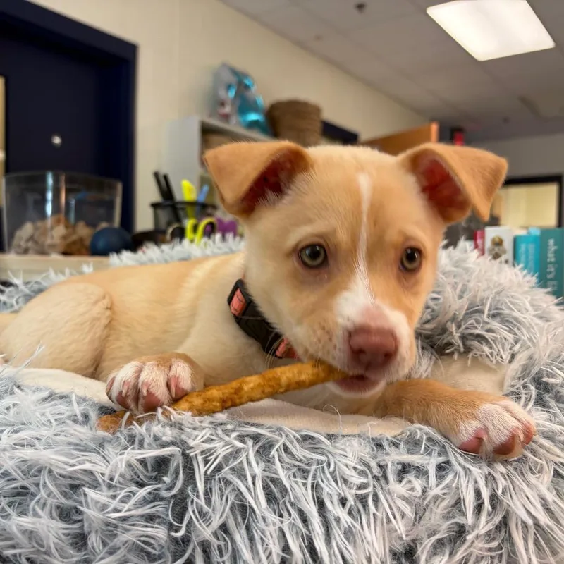 A baby small-sized female Yellow / Tan / Blond / Fawn Labrador Retriever dog named Sun Butter for adoption in Charlottesville, VA