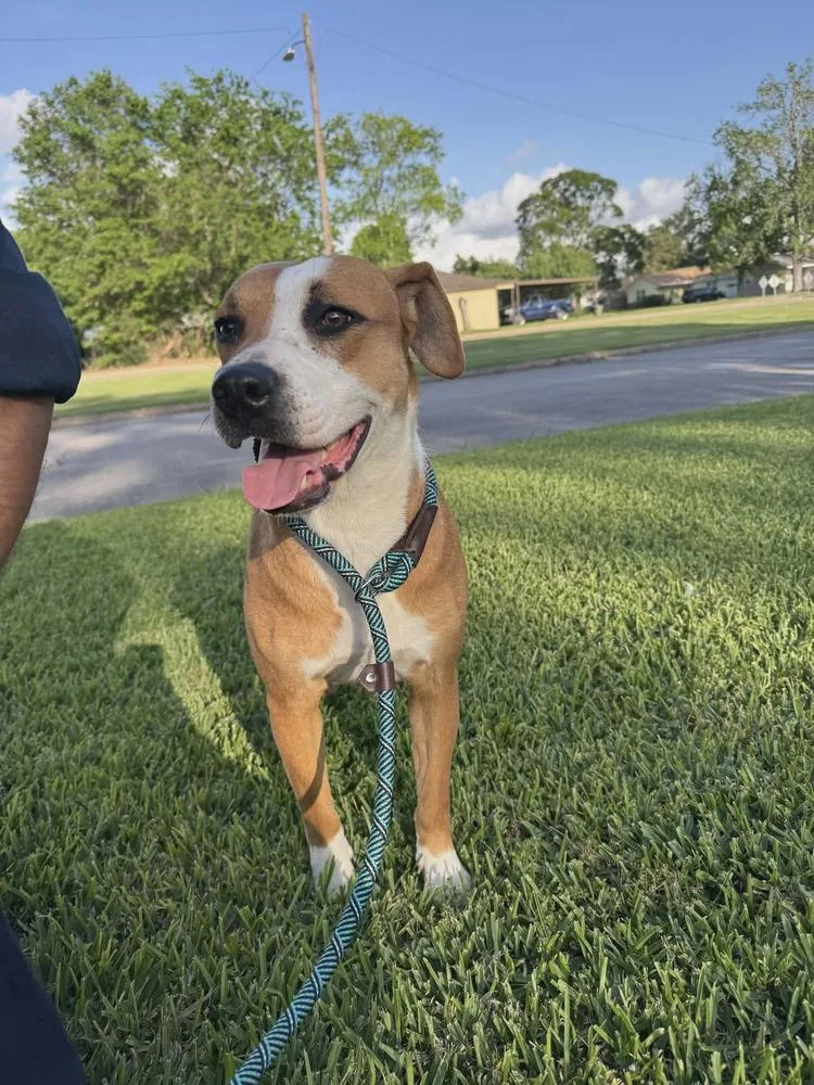 An adult large-sized female Tricolor (Brown, Black, & White) Mountain Cur dog named Mina for adoption in Silsbee, TX