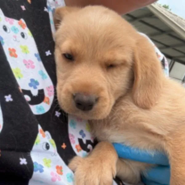 A baby large-sized female Golden Labrador Retriever dog named Ct Flapjackie Avail Jun for adoption in Eastford, CT