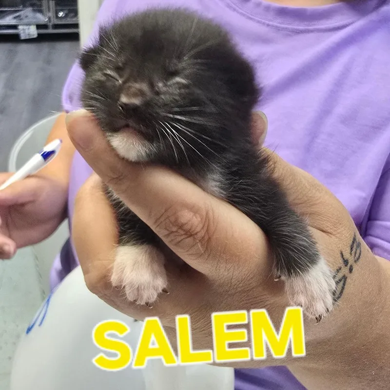 A baby small-sized female Domestic Medium Hair cat named Salem for adoption in Marble, NC