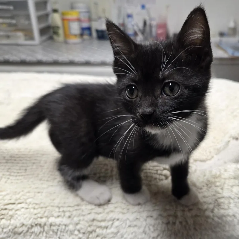 Salem thumbnail 2