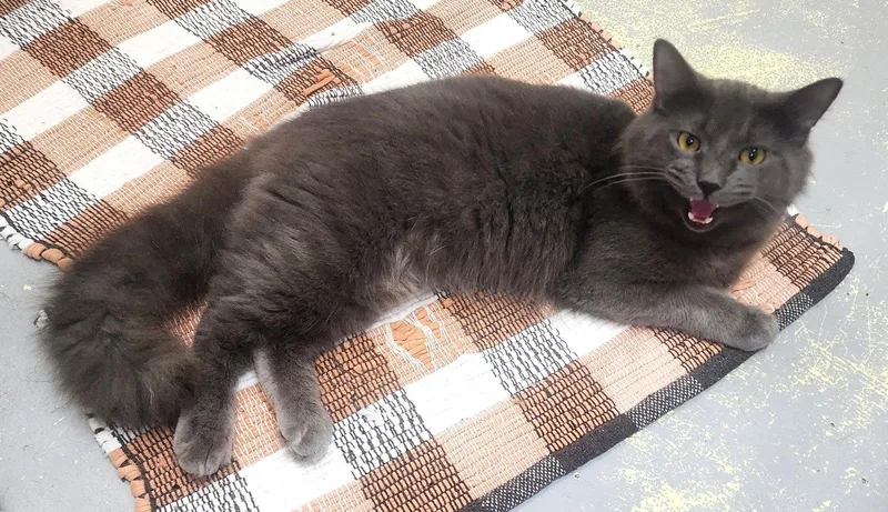 An adult medium-sized male Gray / Blue / Silver Domestic Medium Hair cat named Lennox for adoption in Wetumpka, AL